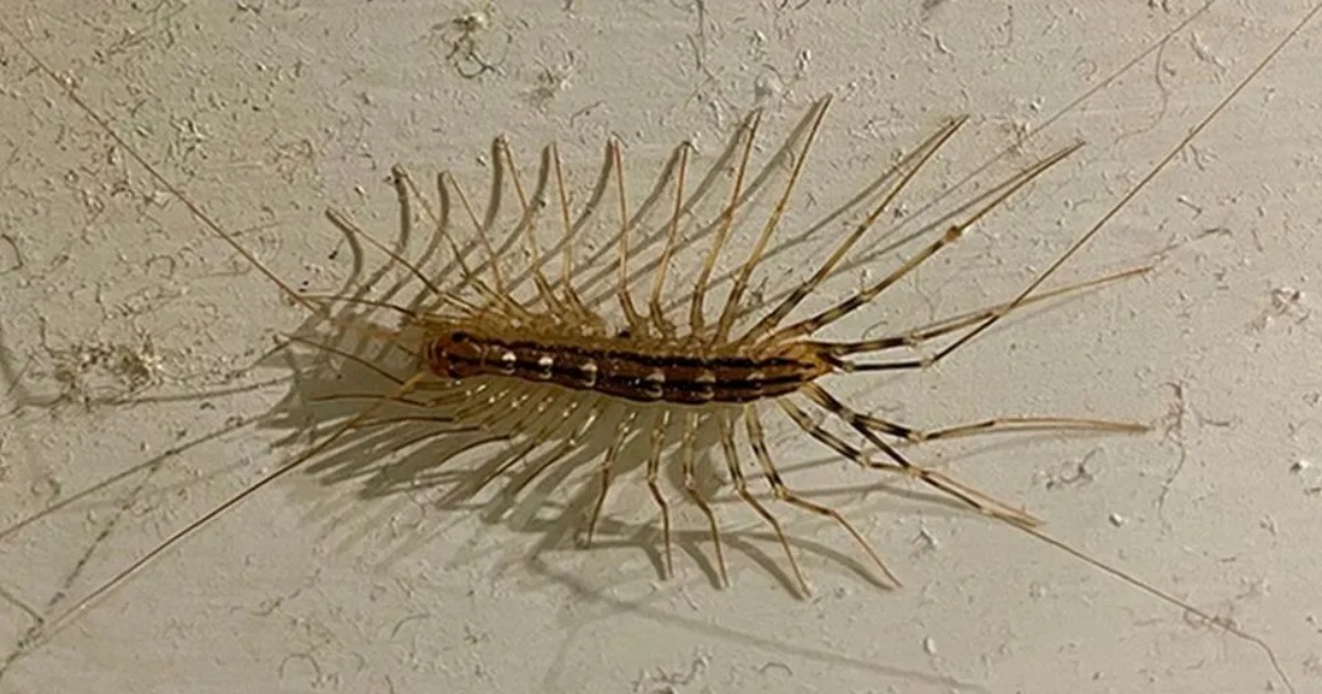 England history professor discovers rare, venomous centipede at home ...